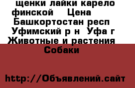 щенки лайки карело-финской  › Цена ­ 300 - Башкортостан респ., Уфимский р-н, Уфа г. Животные и растения » Собаки   